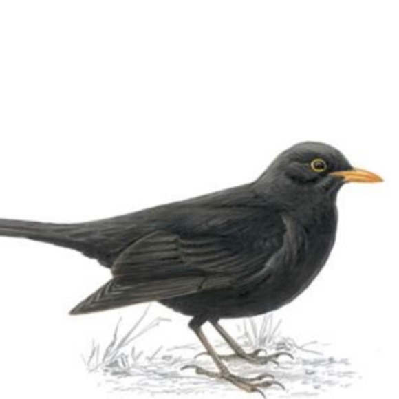 urbanblackbird